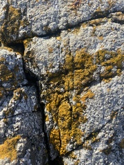 Polycauliona candelaria