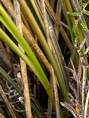Chionochloa