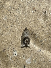 Acroceuthes metaxanthana