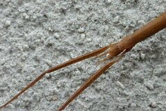 Clonopsis gallica