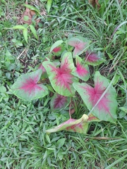 Caladium bicolor