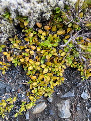 Coprosma perpusilla