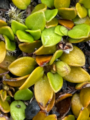 Coprosma perpusilla