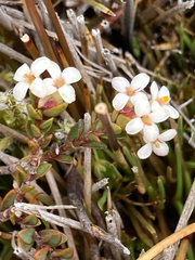 Pimelea oreophila