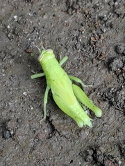 Abracris flavolineata