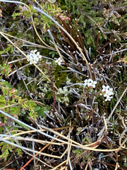 Pimelea oreophila