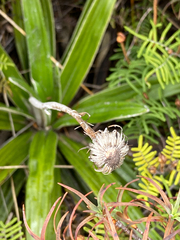 Celmisia spectabilis