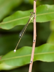 Ischnura prognata
