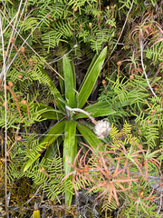 Celmisia spectabilis