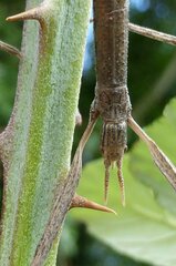 Clonopsis gallica