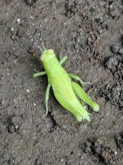 Abracris flavolineata