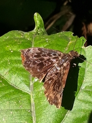 Cycloglypha thrasibulus thrasibulus