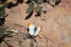 Colotis evagore