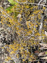 Coprosma cheesemanii