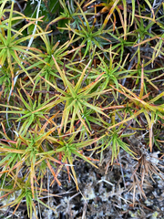 Dracophyllum recurvum
