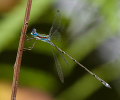 Lestes tenuatus