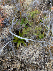 Pulchrocladia retipora