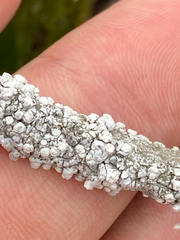 Pulchrocladia retipora