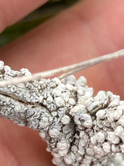 Pulchrocladia retipora