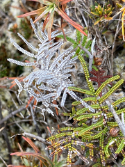 Gleichenia alpina