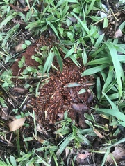 Syntermes molestus