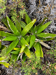 Celmisia spectabilis spectabilis