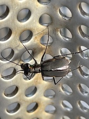 Myriochila semicincta