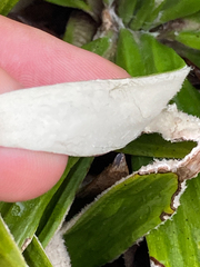 Celmisia spectabilis spectabilis