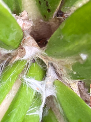 Celmisia spectabilis spectabilis