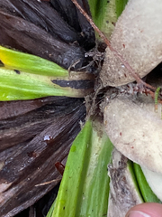 Celmisia spectabilis spectabilis