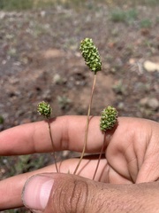 Sanguisorba occidentalis