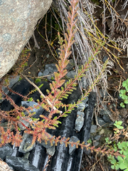 Calluna vulgaris