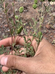 Sanguisorba occidentalis