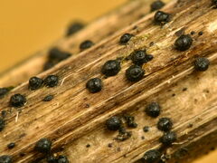 Leptosphaeria doliolum