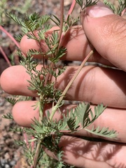 Sanguisorba occidentalis