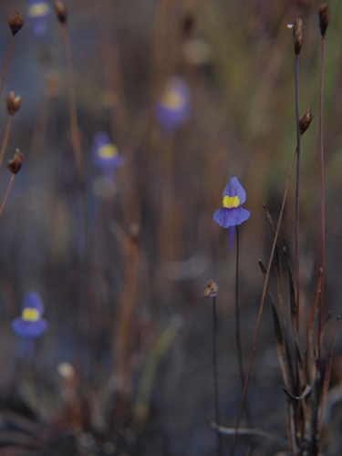 Utricularia welwitschii image