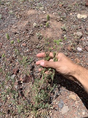 Sanguisorba occidentalis