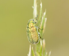 Diphucephala
