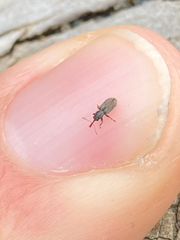 Rhinorhynchus rufulus