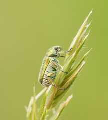 Diphucephala
