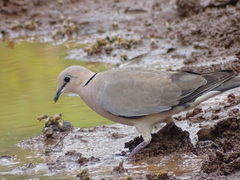 Streptopelia vinacea