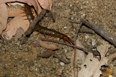 Cormocephalus