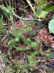 Leptecophylla juniperina