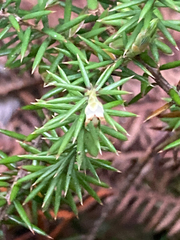 Leptecophylla juniperina