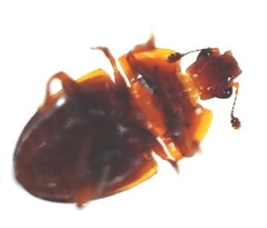 Stelidota geminata