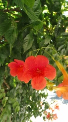 Campsis