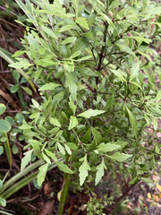 Phyllocladus alpinus