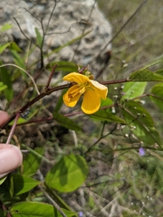 Senna hirsuta