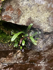 Notogrammitis angustifolia