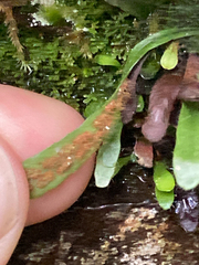 Notogrammitis angustifolia